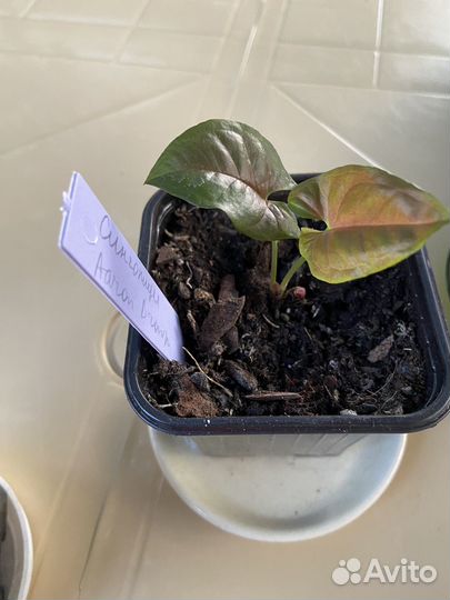 Комнатные растения цветы