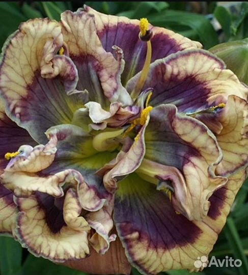 Лилейники ремонтантные последней селекции США