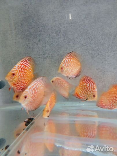 Дискусы рыбки