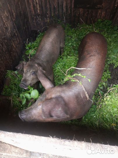 Еда из столовой для животных, хлеб в мешках