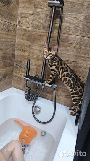 Бенгальский кот на вязку