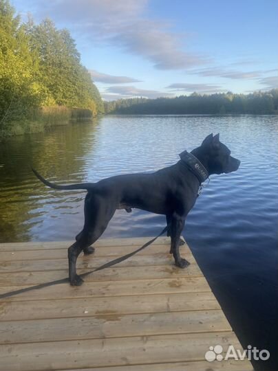 Американский питбультерьер черный для вязки