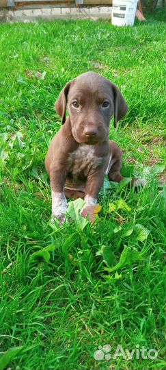 Щенки курцхаара