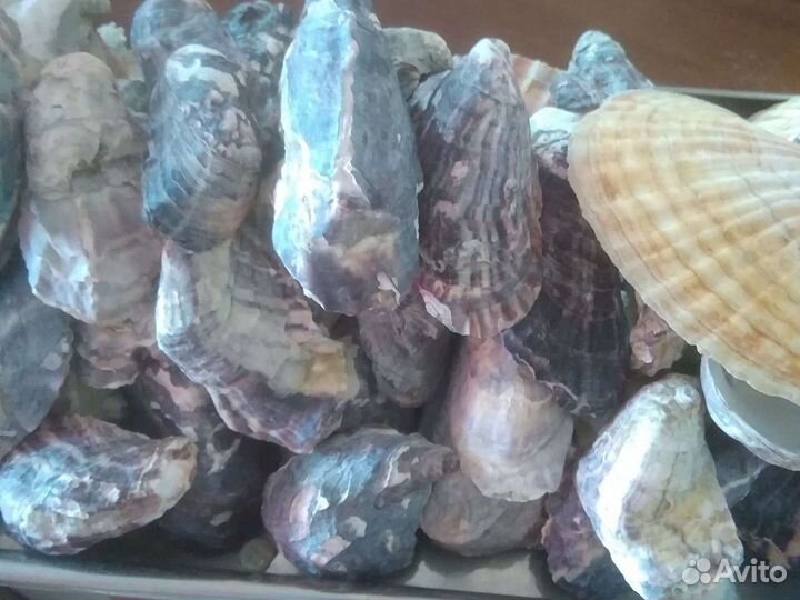 Ракушки для аквариума