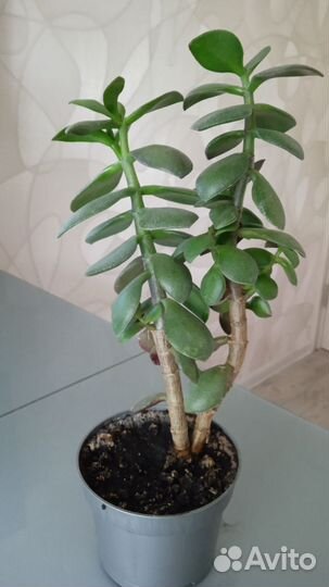 Диффенбахия и денежное дерево (Толстянка)