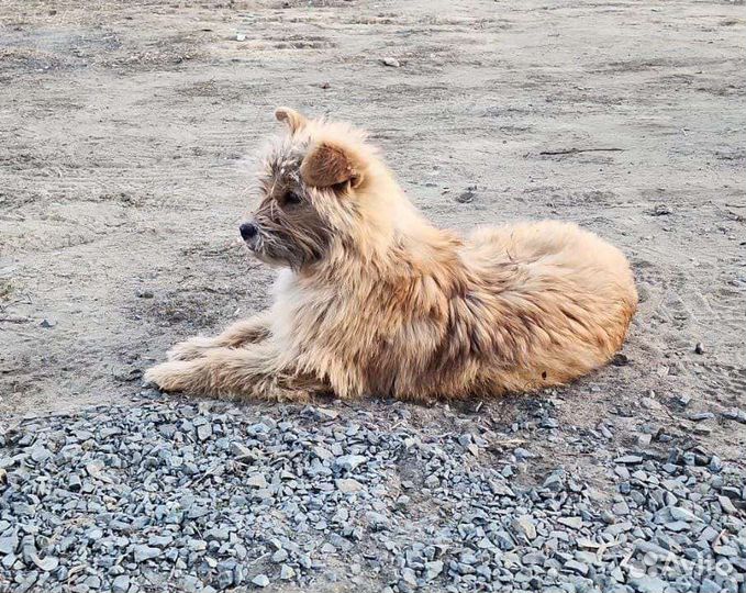 Собака кобель