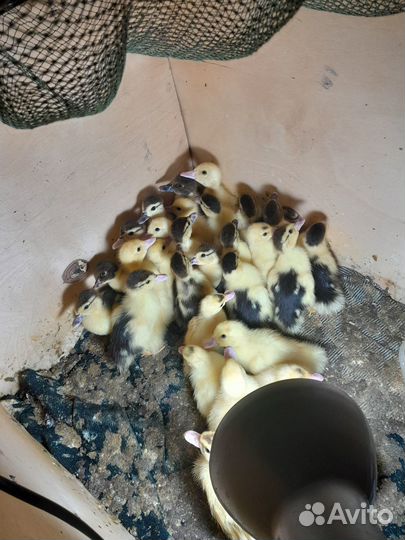 Продаю мускусных утят,из под утки