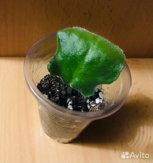 Фиалка ав-Гром и Молнии