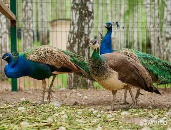 Павлины продажа