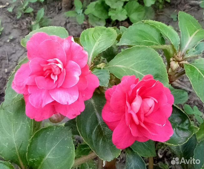 Бальзамин махровый, Ванька мокрый