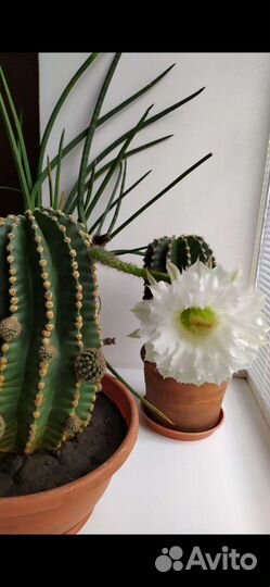 Комнатные растения