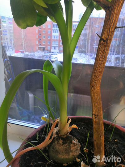 Индийский лук - целебный (от боли в суставах и т.д