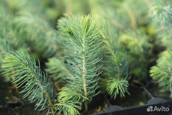 Ель энгельмана