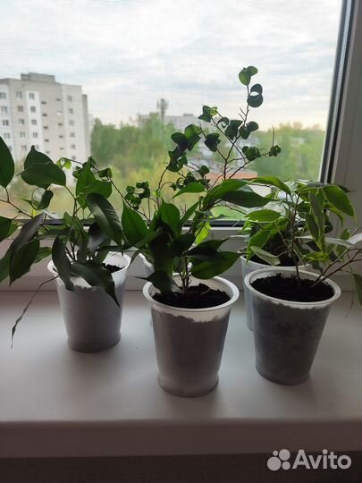 Фикус отростки