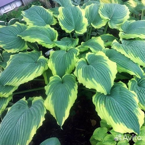 Хосты в ассортименте