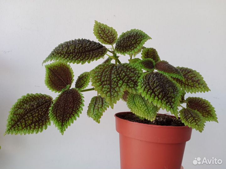 Пилеяmoon,Переромия,Филодендрон Биркин,Сансевиерия