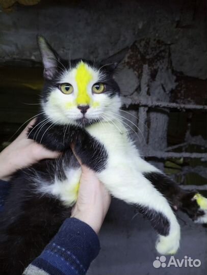 Котенок