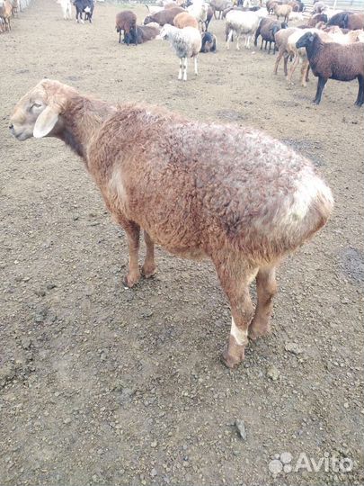 Баран на племя