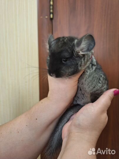 Шиншиллёнок чёрный бархат