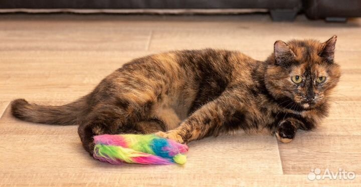 Пеструшка Влада