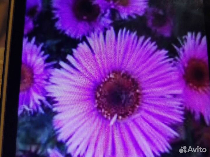 Астра многолетняя