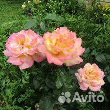 Роза Глория Дей чайногибридная