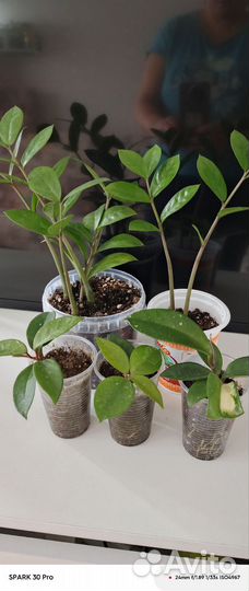 Комнатные растения