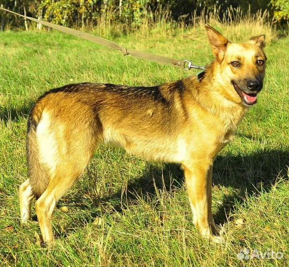 Собака из приюта в добрые руки бесплатно ищет дом