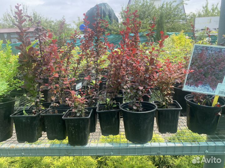 Барбарис тумберга саженцы в горшках