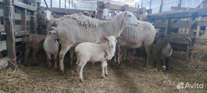 Баран на племя