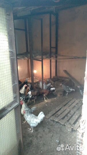 Продам петухов разных пород