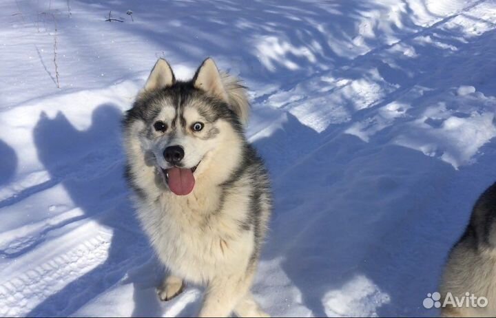 Мальчик в добрые руки