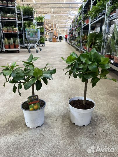 Цитрофортунелла Лимон штамбовая, плодоносит