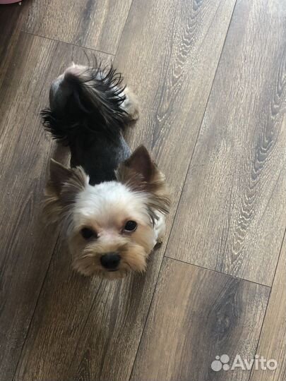 Собака ерширский терьер мини бейби фейс