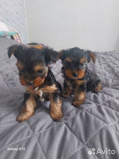 Йоркширский терьер щенки стандарт
