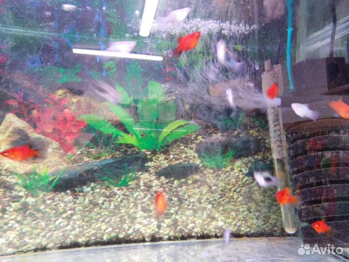 Аквариумные рыбки