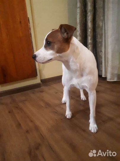 Джек Парсон вязка