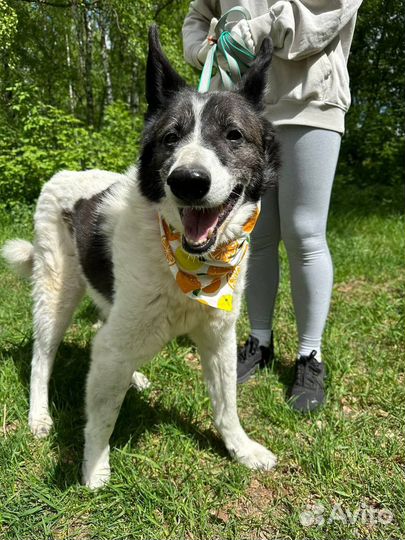 Милый старичок Тимон всю жизнь в приюте