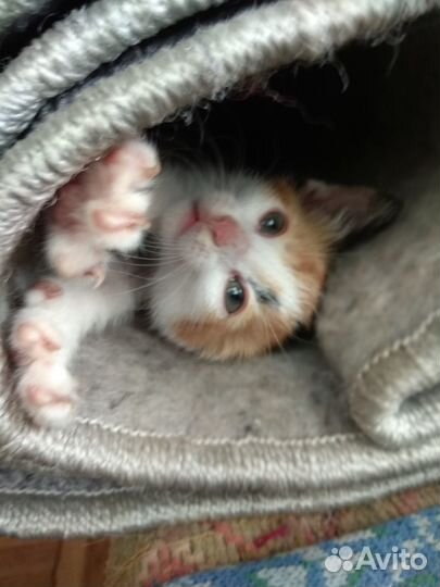 Трехцветные котята в добрые руки