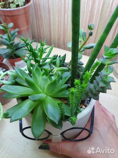 Садик из суккулентов в интерьер