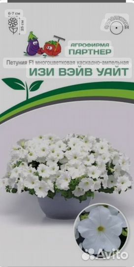 Рассада петуньи ампельной