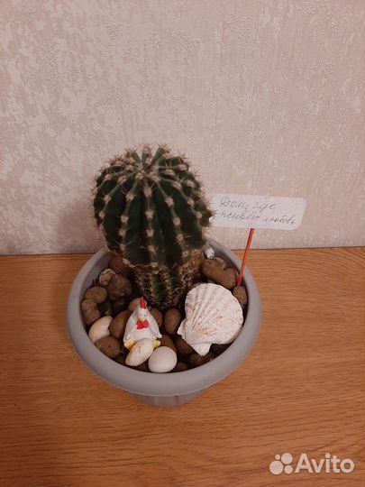 Композиции из кактусов 