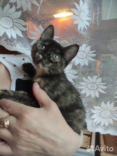 Котенок черепашковой расцветки 2,5 мес