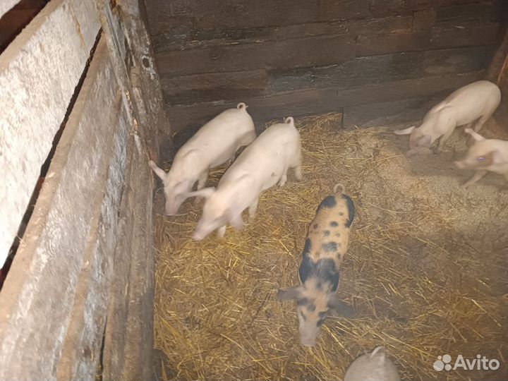 Поросенок ландрас дюрок