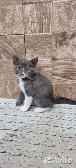 Котенок девочка бесплатно