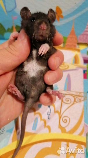 Крыса Крысята с клеткой стартовый набор