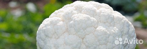 Семена Капусты 