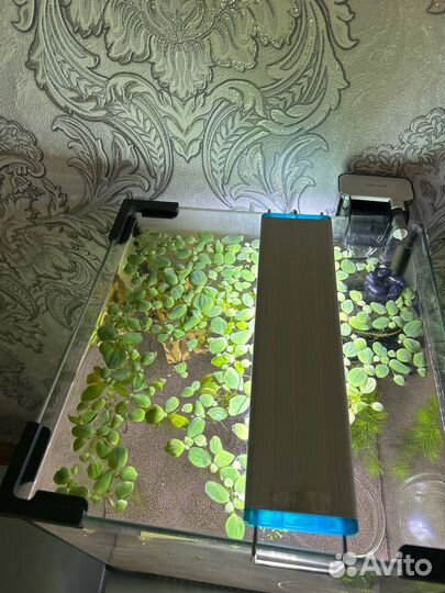 Аквариум куб