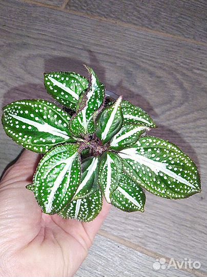 Пеперомия, монстера, хедера