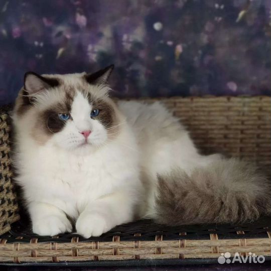 Rikki, в разведение, шоу рэгдолл